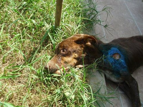 Barınaktan kan donduran görüntüler - Resim: 4