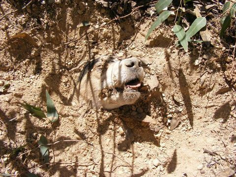 Böyle vahşet hiçbir yerde görülmedi - Resim: 2
