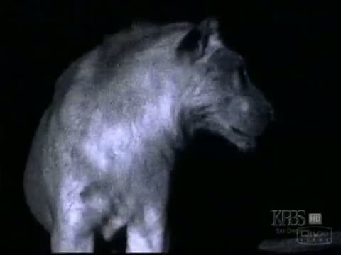 Aslanların saniye saniye gece avı! - Resim: 1