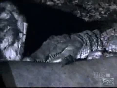 Aslanların saniye saniye gece avı! - Resim: 2