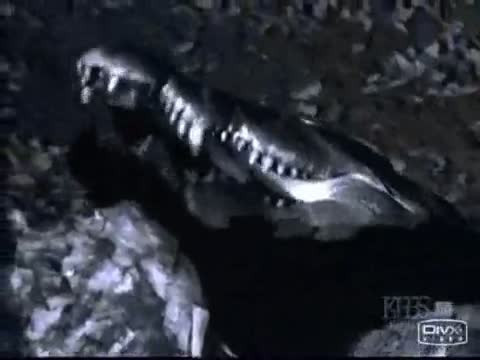 Aslanların saniye saniye gece avı! - Resim: 3