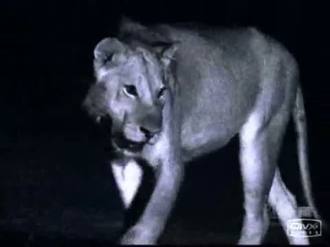 Aslanların saniye saniye gece avı! - Resim: 4