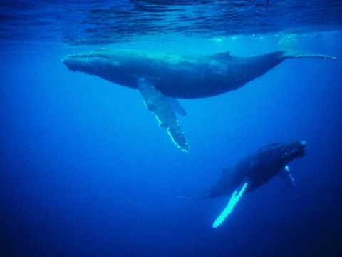 Asla duymadığınız tuhaf gerçekler - Resim: 1