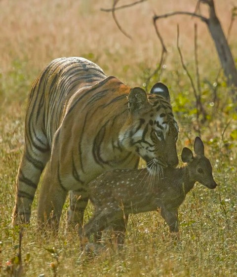 Kaplan yavru geyiği yakaladı sonrası beklediğinizden çok başka - Resim: 2