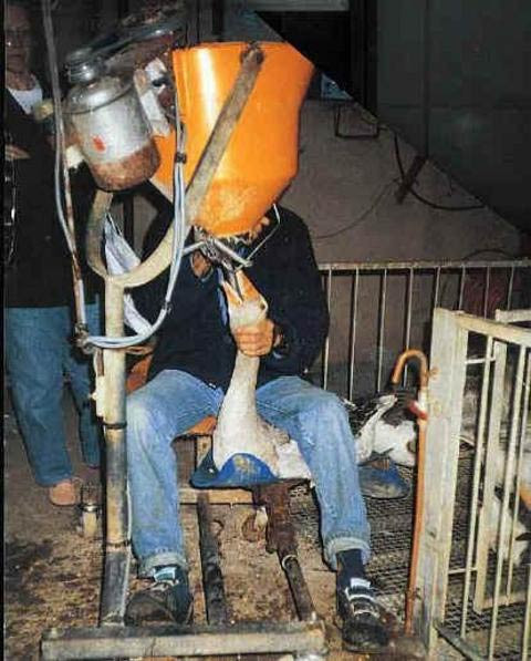 Kazlara akıl almaz işkence! - Resim: 3