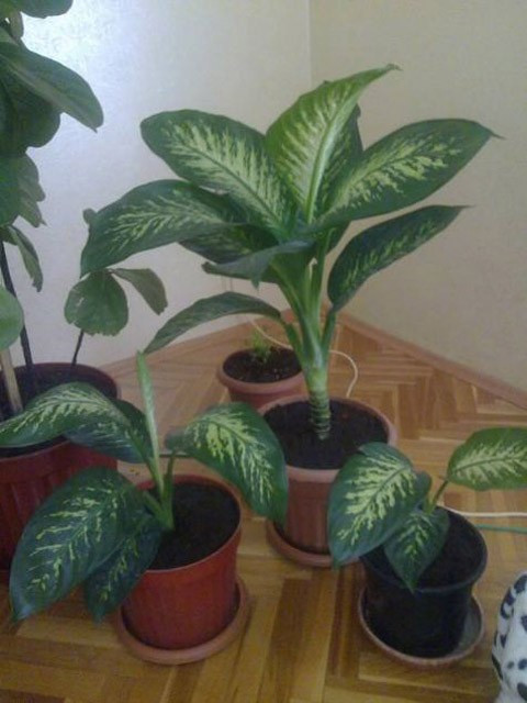 Ağlayan çiçek sizi ağlatmasın! - Resim: 4