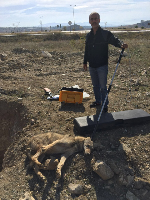 Sinop'ta çukura düşen kurda aç kalmasın diye tavuk verdiler - Resim: 4