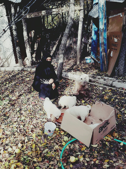 Kuran kurs öğreticisi, sokakta bulduğu yavru köpeklere sahip çıktı - Resim: 1