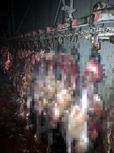 Adana'da skandal görüntüler zabıta görünce şoke oldu - Resim: 4