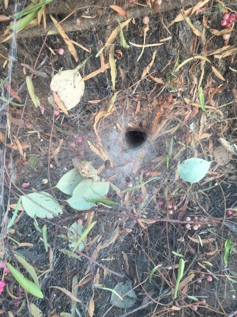 Fazla merak her zaman iyi değil! O deliğe parmağını soktu ve... - Resim: 2