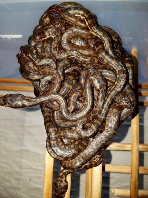 Sosyal medya bu cengaver çocuğu konuşuyor! Yılanları elleriyle... - Resim: 4