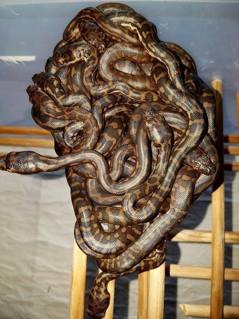 İnanılmaz aile hayrete düşürdü! Vahşi hayvanları elleriyle avlayıp... - Resim: 4