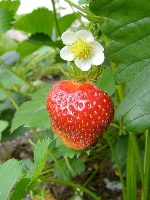 İşte çileğin hiç duymadığınız mucizeleri! - Resim: 2