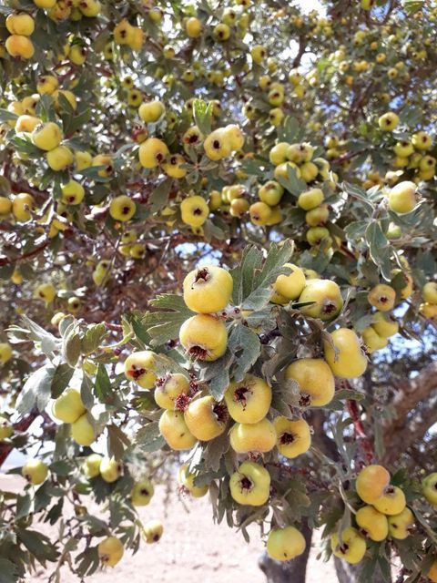 Sivas'ta doğada kendiliğinden yetişiyor! Bin bir derde deva oluyor - Resim: 1