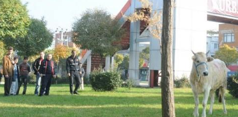 Ve yılın ilk danası kaçtı - Resim: 3