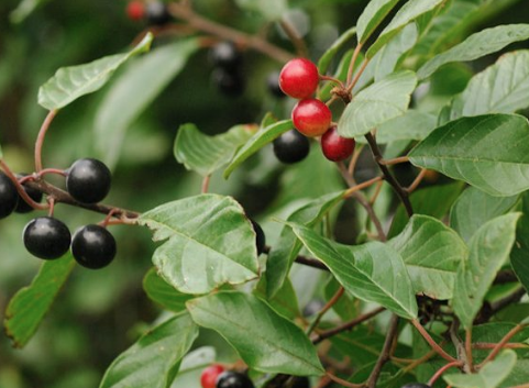 İç kısmı zehirli olan barut ağacının kabukları her derde deva! - Resim: 2