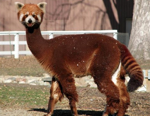 Hayvanları hiç böyle görmediniz - Resim: 3