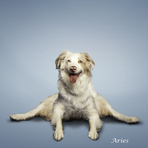 Bu köpekler yoga yapıyor  - Resim: 2