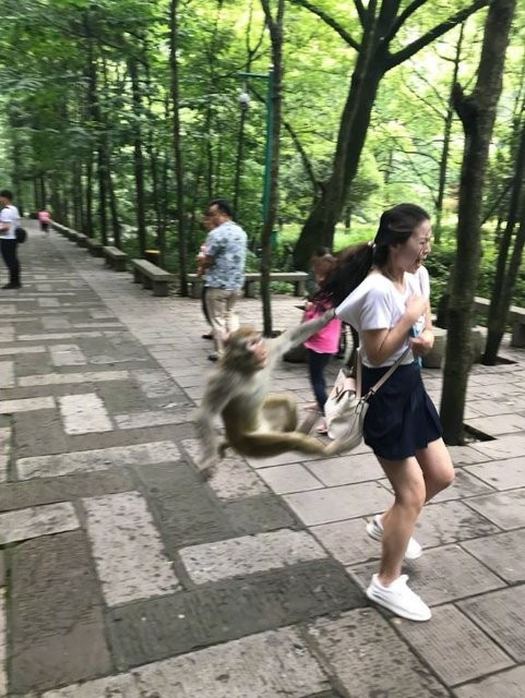 1 saniye sonra olanlar oldu! Maymunun yanıdan geçecekken - Resim: 3