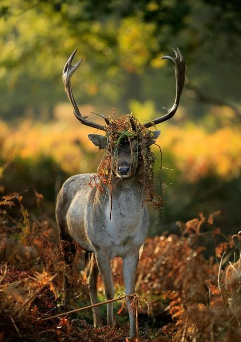 İnternetin en çok tıklanan fotoğrafları - Resim: 2
