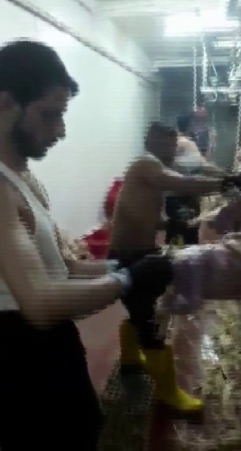 Ağızda sigara, üst çıplak... Adana'da bir mezbahada rezalet görüntüler! - Resim: 1