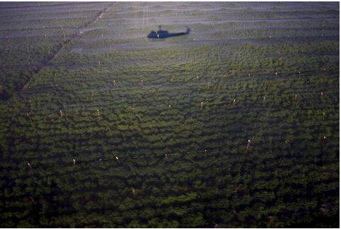 160 milyon dolarlık marihuana tarlası - Resim: 2