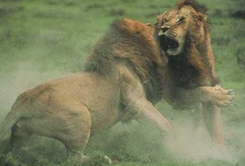 Doğanın vahşilerinin müthiş kapışması - Resim: 3