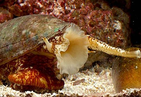 Bu canlılar sizi 4 dakikada öldürebilir - Resim: 2