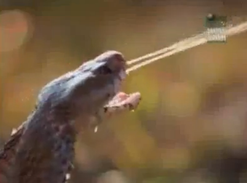 Kobra aslana zehri böyle atıyor - Resim: 2