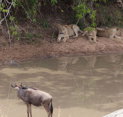 Aslana yem olmaktan böyle kurtuldu! - Resim: 4
