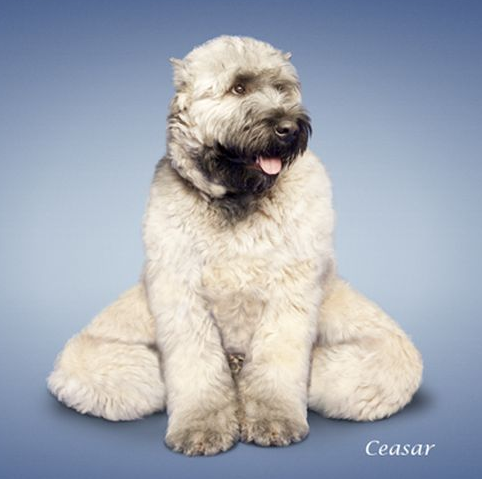 Bu köpekler yoga yapıyor  - Resim: 4