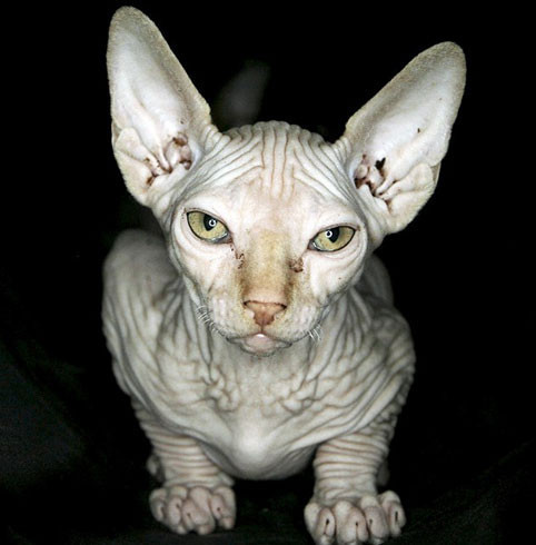 Hem kel, hem çirkin, hem 7 bin lira - Resim: 3