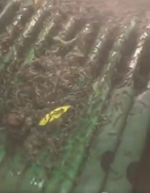 Çayır tırtılı Trakya bölgesini sardı! Çiftçiler her yerden çıkıyor ayçiçeğine dadandı diyor - Resim: 4