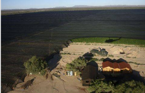 160 milyon dolarlık marihuana tarlası - Resim: 1