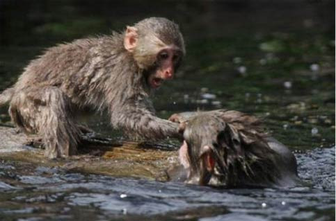 Nehire düşen yavrusunu böyle kurtardı - Resim: 2