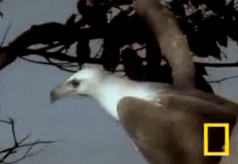 Kartal saniye saniye avını böyle yakaladı - Resim: 1