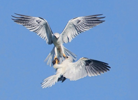 Gökyüzünde av mücadelesi - Resim: 4