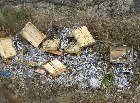 Kasalar dolusu çinokopu katlettiler - Resim: 2