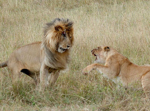 Aslanların kavgası dehşete düşürdü - Resim: 3