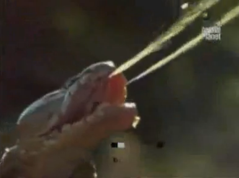 Kobra aslana zehri böyle atıyor - Resim: 4