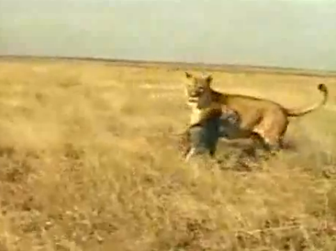 Domuz aslana kafa tutuyor! - Resim: 3