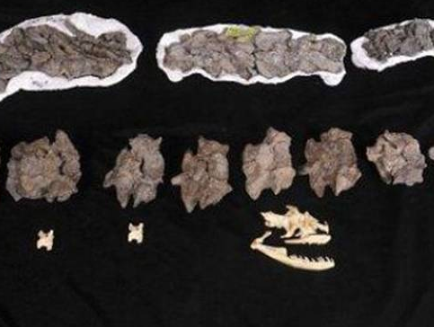 Dev piton ineği yuttu! - Resim: 4