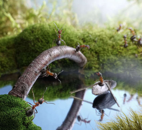 Bu karıncalar çok artistik - Resim: 2