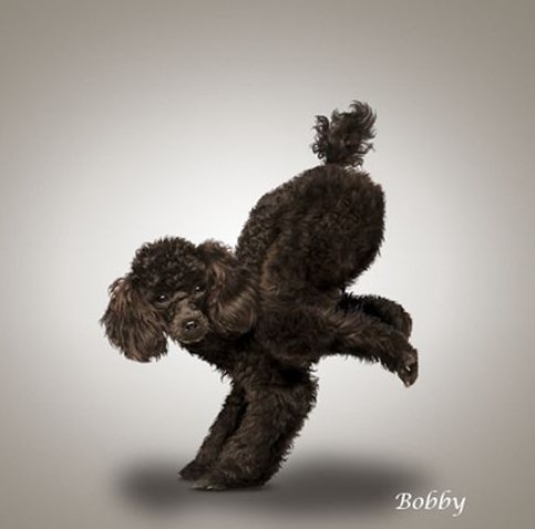 Bu köpekler yoga yapıyor  - Resim: 3