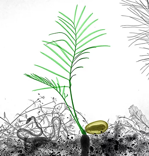 Doğamıza bir de X-Ray fotoğraflarıyla bakın - Resim: 3