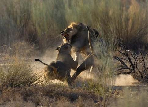 Aslanların müthiş kapışması - Resim: 1