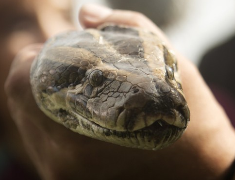 Dev pitonun içine bakın! - Resim: 1