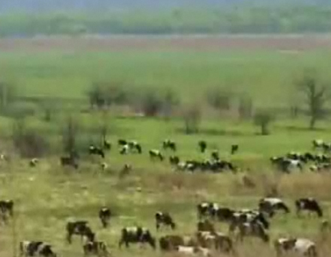 Kaplan boğayı böyle avladı - Resim: 3