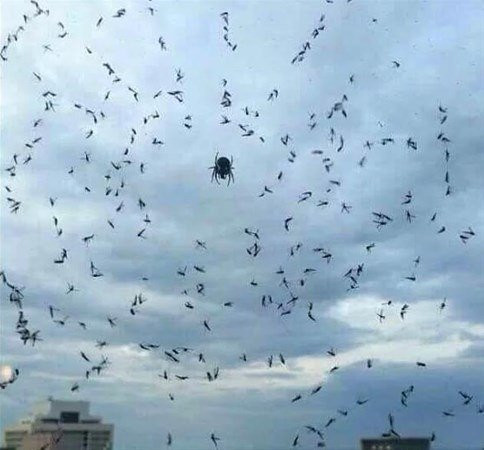 Onu ağaca asılı halde buldular kimse görüntüye anlam veremedi - Resim: 1