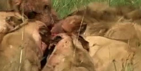 Vahşi hayatta işte 'o' an! - Resim: 1